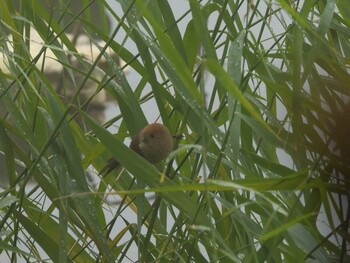 Vinous-throated Parrotbill Chaoyang Park(Beijing) Sat, 11/6/2021