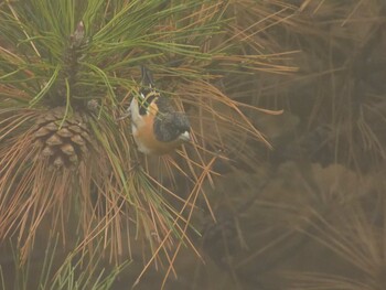 アトリ 朝陽公園(北京) 2021年11月6日(土)