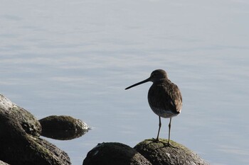 Sat, 11/6/2021 Birding report at Gonushi Coast