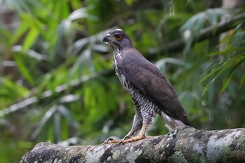 カンムリオオタカ Nam Nao National Park 2021年11月3日(水)