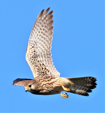 Common Kestrel 湖北野鳥センター Sat, 11/6/2021