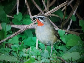 2021年11月6日(土) 馬見丘陵公園の野鳥観察記録