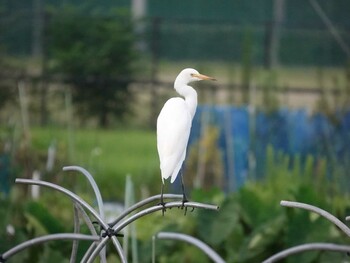 Medium Egret 巨椋干拓地 Sat, 8/28/2021