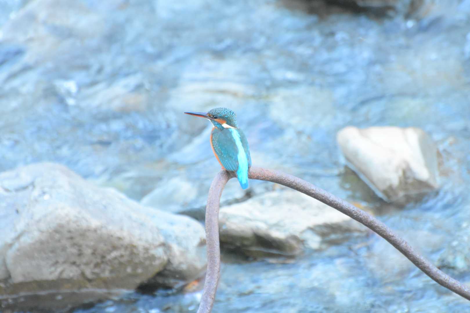  カワセミの写真 by 嵐翠