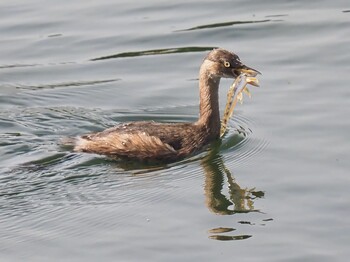 Little Grebe 武庫川 Sat, 11/6/2021