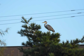 Grey Heron 東京都八王子市 Sun, 5/7/2017