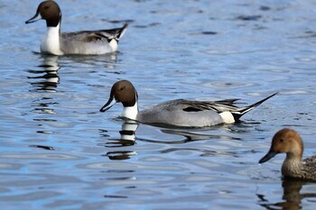 Northern Pintail 猪苗代湖 Thu, 11/4/2021