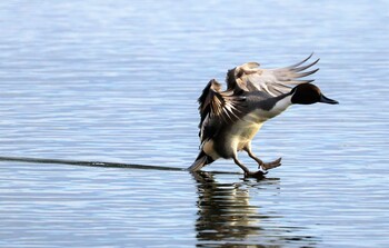 Northern Pintail 猪苗代湖 Thu, 11/4/2021