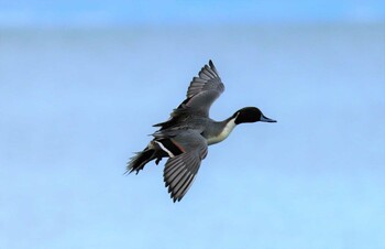 Northern Pintail 猪苗代湖 Thu, 11/4/2021