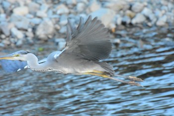 Grey Heron 東京都八王子市 Sun, 5/7/2017