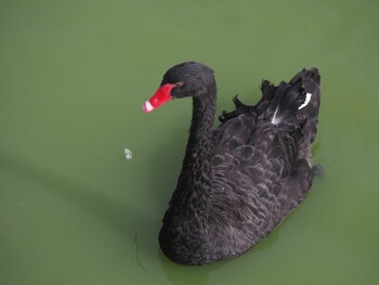 Black Swan Unknown Spots Sat, 11/6/2021