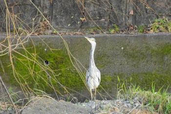 Grey Heron 東京都八王子市 Sun, 5/7/2017