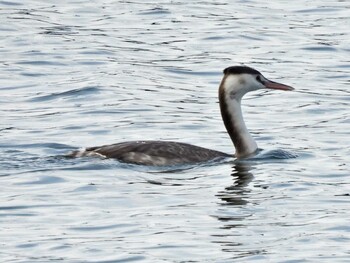 Great Crested Grebe 祖父江ワイルドネイチャー緑地 Sat, 11/6/2021