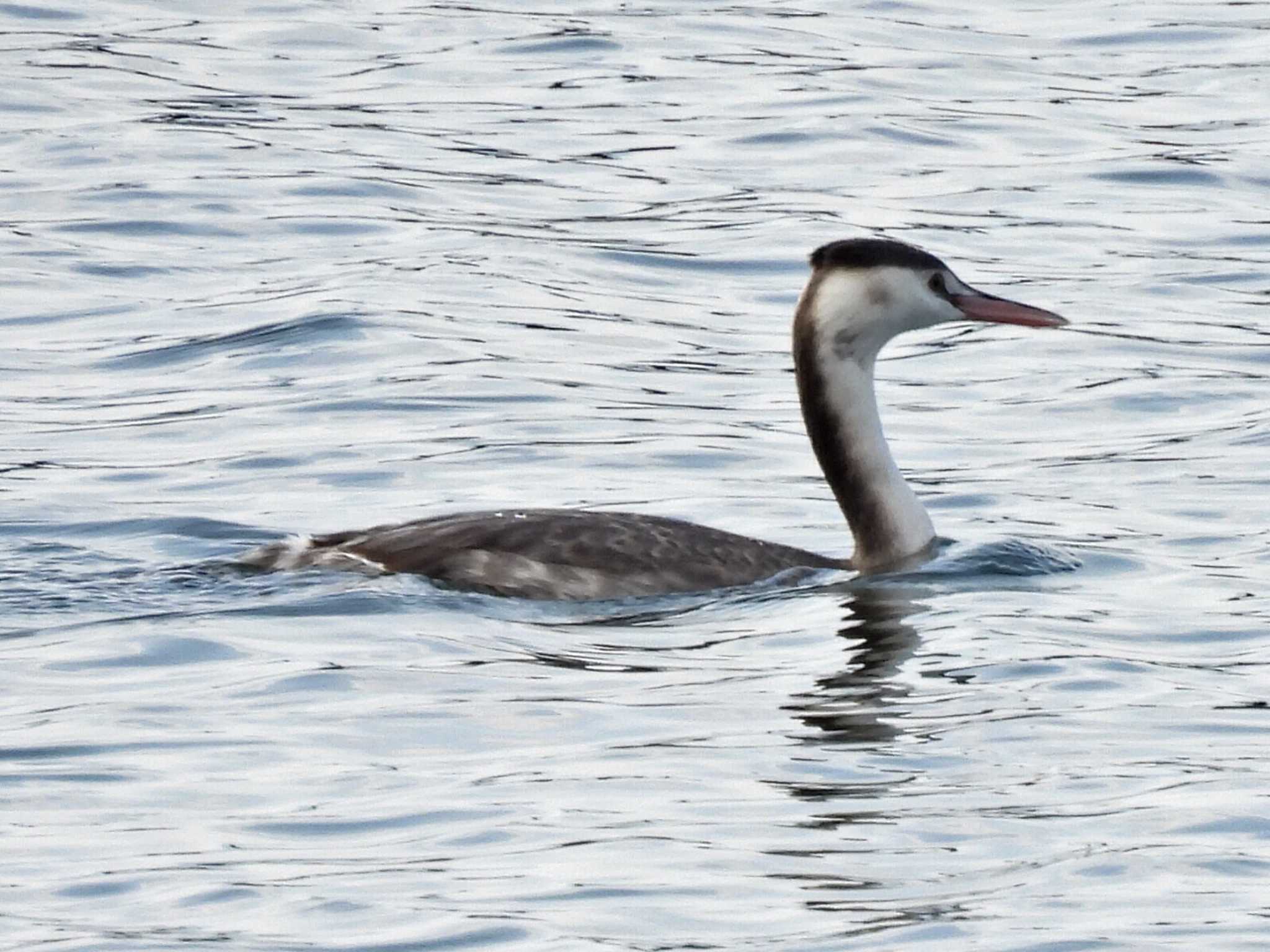 Photo of Great Crested Grebe at 祖父江ワイルドネイチャー緑地 by 寅次郎