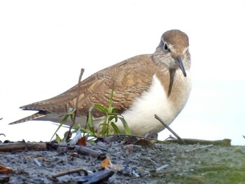 Common Sandpiper 祖父江ワイルドネイチャー緑地 Sat, 11/6/2021