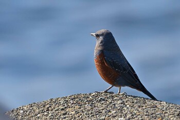 Blue Rock Thrush 江の島 Sat, 11/6/2021