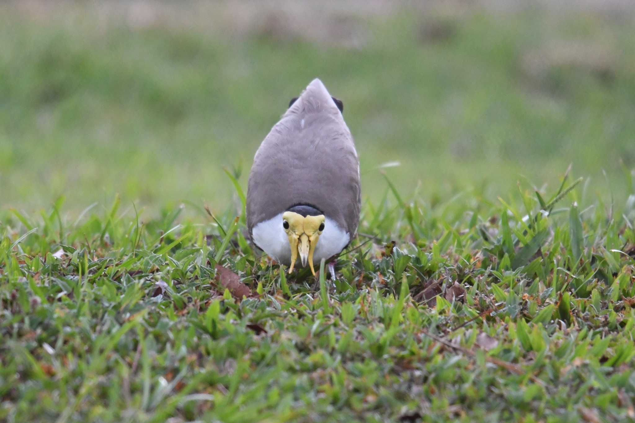 Photo of Masked Lapwing at ケアンズ by あひる