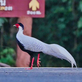 2021年11月4日(木) Nam Nao National Parkの野鳥観察記録