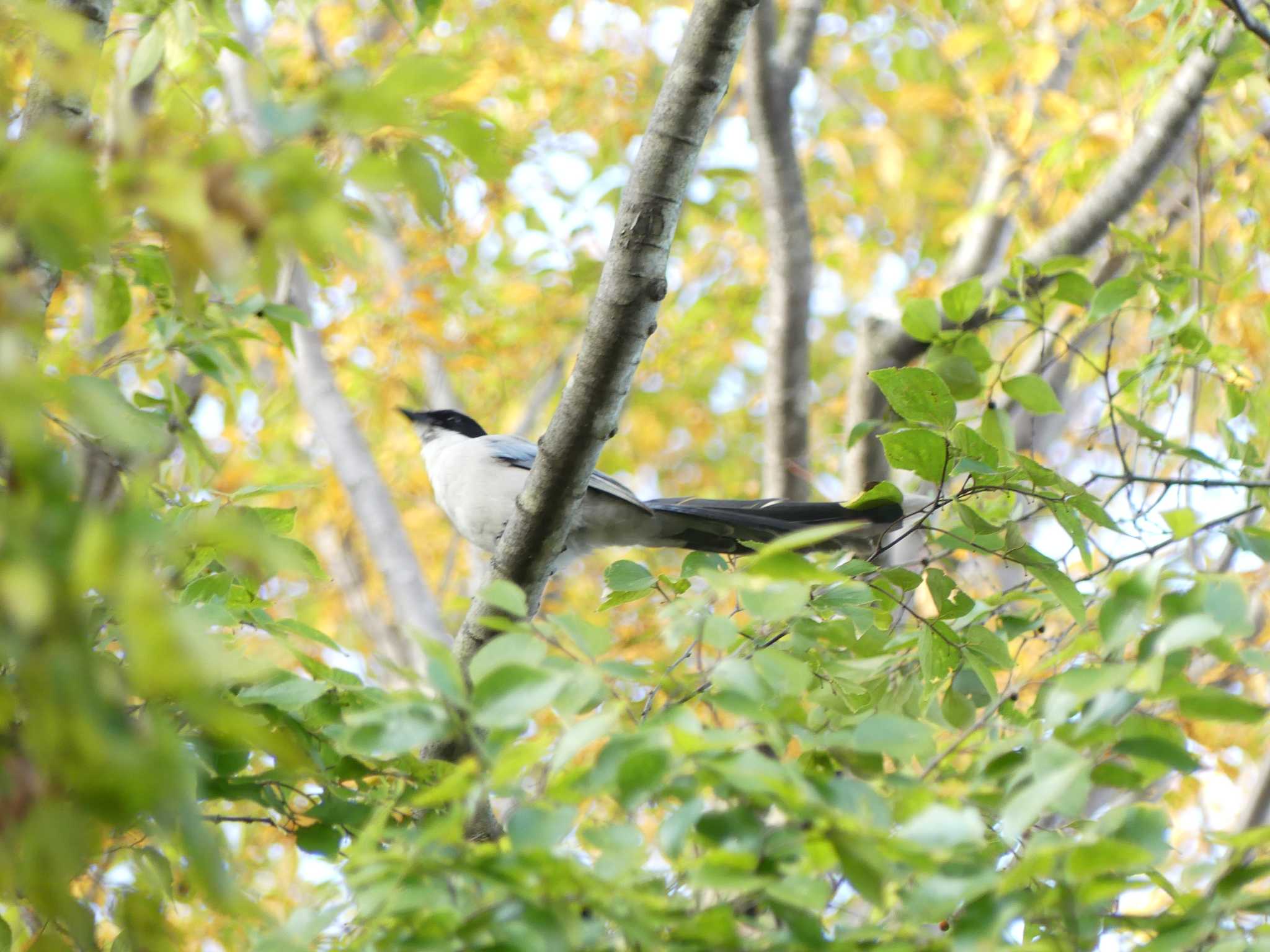 Photo of Azure-winged Magpie at 多摩川(浅川合流付近) by まめカメラ