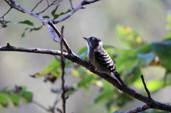 Japanese Pygmy Woodpecker 秋ヶ瀬公園(ピクニックの森) Sat, 11/6/2021