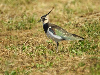 2021年11月6日(土) 平塚田んぼの野鳥観察記録