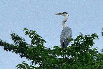 Grey Heron 東京都八王子市 Sun, 5/7/2017