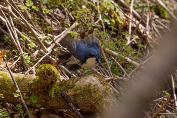 Siberian Blue Robin Unknown Spots Sat, 5/6/2017