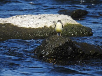 2021年11月6日(土) 多摩川二ヶ領宿河原堰の野鳥観察記録