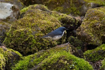 Siberian Blue Robin Unknown Spots Sat, 5/6/2017