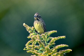 Masked Bunting 加木屋緑地 Sat, 11/6/2021