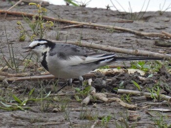 White Wagtail 祖父江ワイルドネイチャー緑地 Sat, 11/6/2021