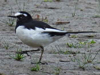 Japanese Wagtail 祖父江ワイルドネイチャー緑地 Sat, 11/6/2021