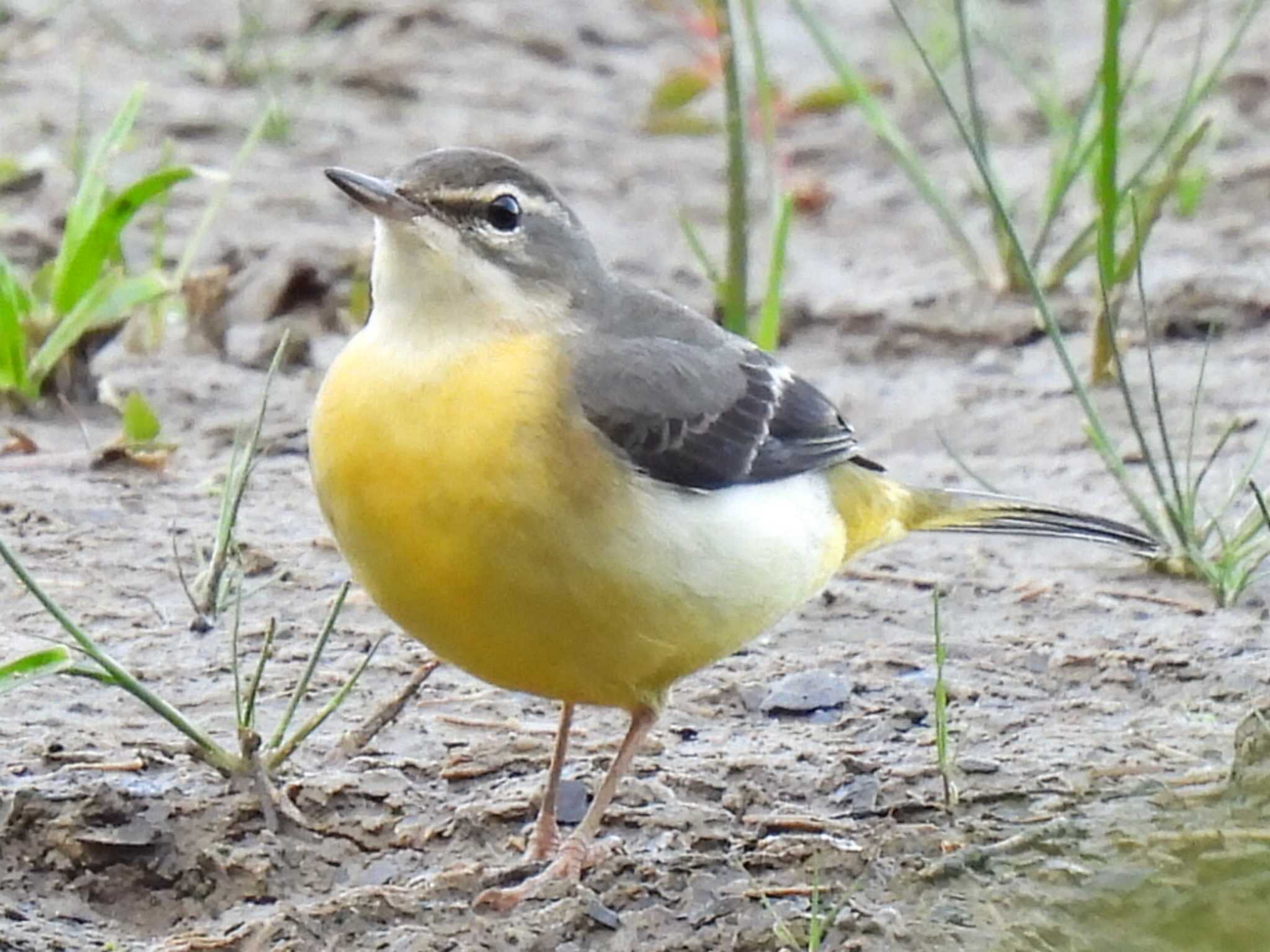 Photo of Grey Wagtail at 祖父江ワイルドネイチャー緑地 by 寅次郎