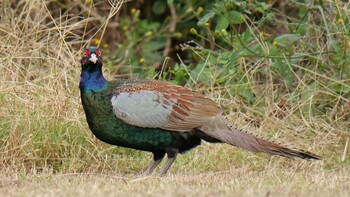 Green Pheasant 淀川河川公園 Sat, 11/6/2021