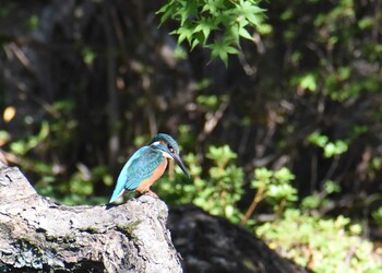 カワセミ 鶴舞公園(名古屋) 2021年11月5日(金)