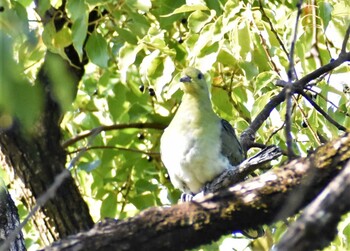 アオバト 鶴舞公園(名古屋) 2021年11月5日(金)