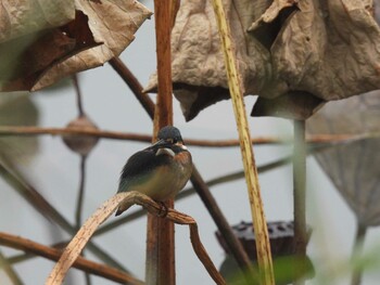 2021年11月6日(土) 朝陽公園(北京)の野鳥観察記録