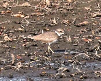 Long-billed Plover 湖北野鳥センター Sat, 11/6/2021