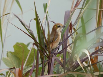 Sat, 11/6/2021 Birding report at 麻機遊水地