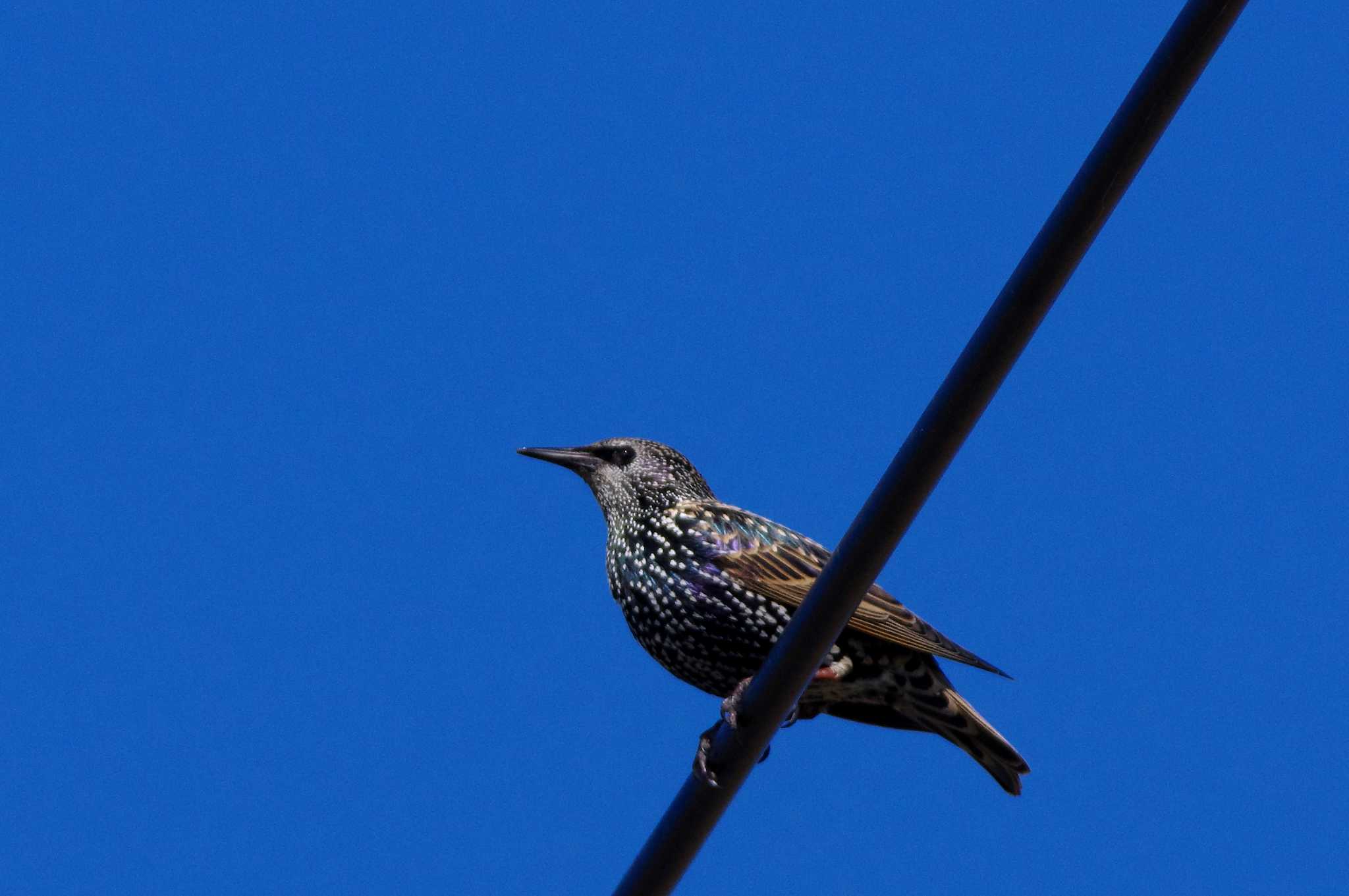 湖北野鳥センター ホシムクドリの写真 by KERON