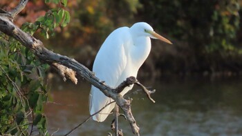 2021年11月6日(土) 岩手・紫波町／五郎沼の野鳥観察記録