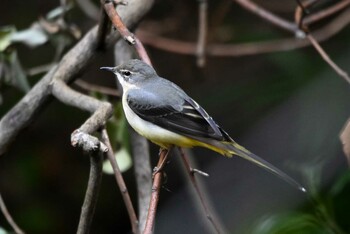 Grey Wagtail 加木屋緑地 Sat, 11/6/2021