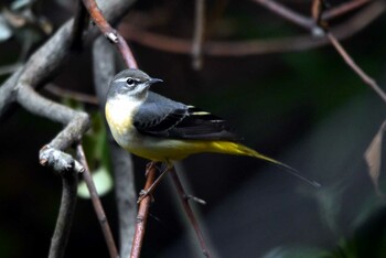 Grey Wagtail 加木屋緑地 Sat, 11/6/2021