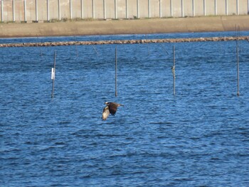 ミサゴ ふなばし三番瀬海浜公園 2021年11月6日(土)