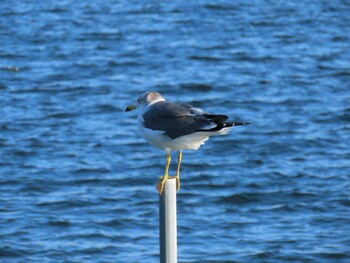 ウミネコ ふなばし三番瀬海浜公園 2021年11月6日(土)