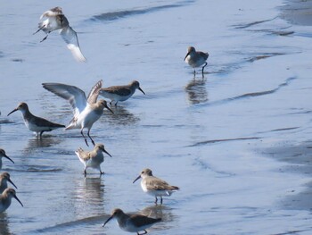 Dunlin Sambanze Tideland Sat, 11/6/2021