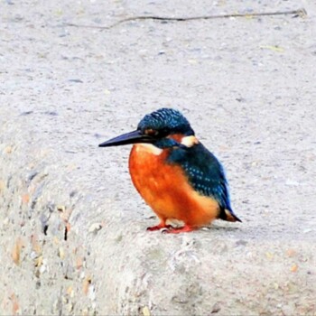 Common Kingfisher 淀川河川公園 Sat, 11/6/2021