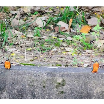 Common Kingfisher 淀川河川公園 Sat, 11/6/2021