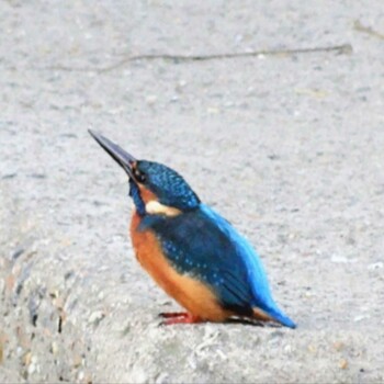 Common Kingfisher 淀川河川公園 Sat, 11/6/2021