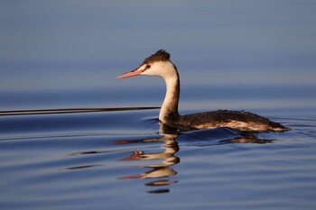 2021年11月6日(土) 多摩川の野鳥観察記録